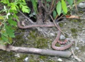 晓蛇最新爆料,娱乐圈最新爆料大起底